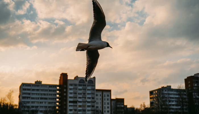 福建莆田最新疫情疫情：你需要知道的一切